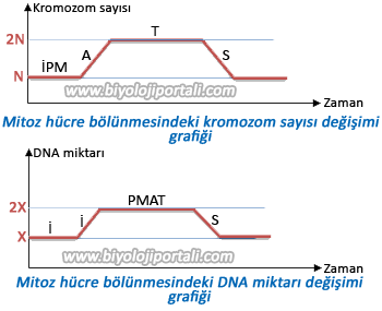 Mitoz hücre bölünmesindeki kromozom ve DNA miktarındaki değişim grafiği